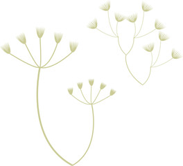 Cow Parsley Hedgerow plants vector in minimalist style.