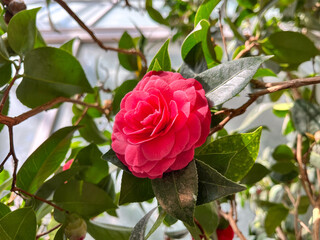 Close-up of red flower and bud of camellia japonica growing in green leaves.