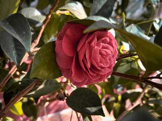 Close-up of red flower and bud of camellia japonica growing in green leaves.