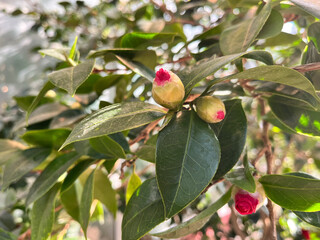 Close-up of red flower and bud of camellia japonica growing in green leaves.