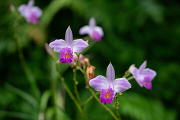 Stunning macro shot of an orchid flower, capturing intricate petal details and vibrant colors.