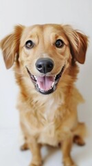Obraz premium Cute happy dog sitting and posing on white background, Dachshund dog