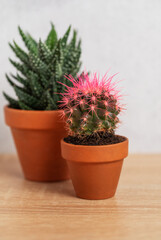 Two small potted cacti with pink thorns resting on wooden surface