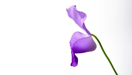 Fototapeta premium A single, delicate sweet pea blossom, vibrant purple, petals unfurled against a pure white background, botanical illustration, detail