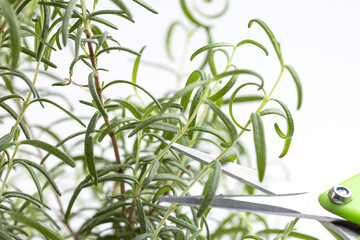 hands of young woman cutting rosemary sprig from bush in pot on white background