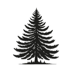 The Pine Tree’s Silhouette