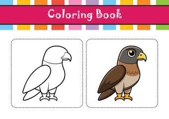  Swainson's Hawk Bird Realistic Illustration