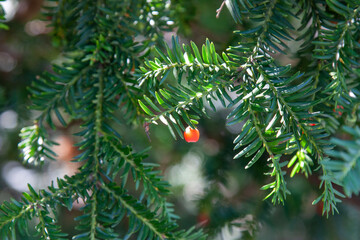 Yew berries.Taxus cuspidata, the Japanese yew.Taxus baccata European yew is conifer shrub