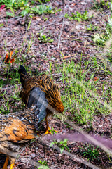 Gallinas sueltas en el Puerto de la Cruz, Tenerife.