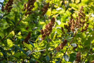 Natural outdoors closeup on a flowering white meadowsweet, Spiraea alba in the garden