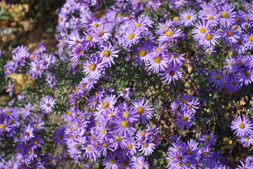 Gobs of violet flowers of Michaelmas daisies in October