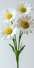 Fototapeta premium Four White Shasta Daisies on Green Stems. Minimalist Floral Bouquet on a Gray Backdrop.