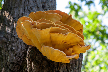 The sulfur-yellow tinder Latin Laetiporus sulphureus is a fungus grown on a tree, a yellowish...