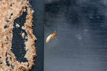 Close up of Termites Eating wood, (Termite damage house)
