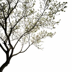 Fototapeta premium An isolated branch of a tree against a white background