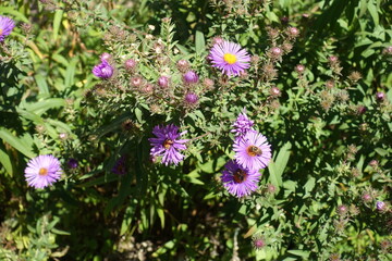 Fototapeta premium Bee pollinating purple flowers of Symphyotrichum novae-angliae in October