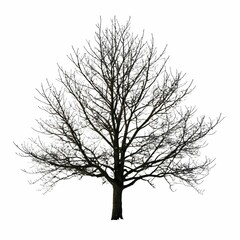 A bare tree against a white background, highlighting its intricate branching structure and silhouette.