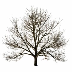 Obraz premium A stark tree silhouette on a white backdrop.