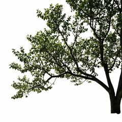 Fototapeta premium A close-up of a tree with dense foliage on a bright, clear day