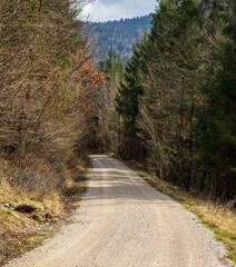 gravel road in the forest 