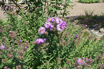 Obraz premium Group of purple flowers of Symphyotrichum novae-angliae with bees in September