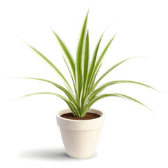 Fototapeta premium Spider Plant in Clay Pot (Chlorophytum comosum) A lush green spider plant with long, arching, striped leaves cascading gracefully from