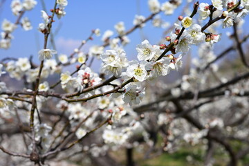 Obraz premium 매화