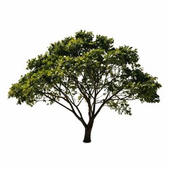 Isolated tree on a white background for architectural use