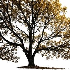 Fototapeta premium A solitary tree stands tall against a stark white background, casting a shadow across the landscape.