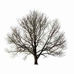 A solitary tree stands against a blank white background, its bare branches reaching towards the sky.