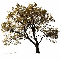 Fototapeta premium A solitary tree stands against a white background.