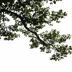 Fototapeta premium The image captures a serene outdoor setting with lush green foliage from a majestic tree extending upwards against a bright white backdrop.