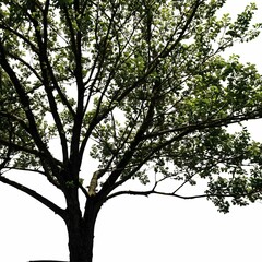 Fototapeta premium A majestic tree stands against a clear, white sky in a serene outdoor setting.