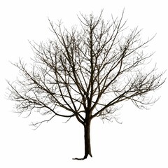 Fototapeta premium A solitary tree stands against a stark white background, its branches reaching upwards without leaves.