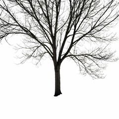 Obraz premium A solitary tree stands stark against a white backdrop, featuring deep black silhouettes of branches against a blank canvas.