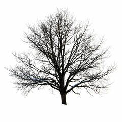 A lone tree stands in stark contrast against a white backdrop.