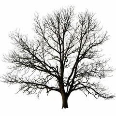 Obraz premium A solitary bare tree sits in stark contrast against a white backdrop