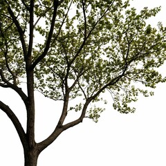 Fototapeta premium A solitary tree stands tall against a clear sky in a serene outdoor setting.