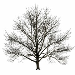 Obraz premium A leafless tree stands against a white backdrop, silhouetted against the stark white of a snow-covered landscape.