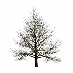 Obraz premium A solitary tree stands bare against a stark white backdrop, casting an eerie silhouette.