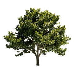 Fototapeta premium A lush green tree with dense foliage in an outdoor setting.