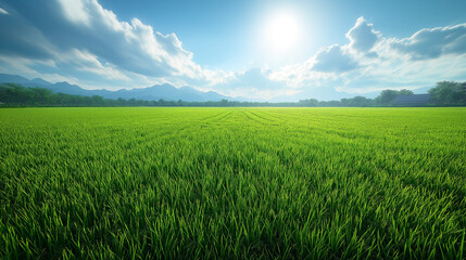 Obraz premium Vibrant Rice Farm with Neat Rows Extending to Horizon, rice paddy, lush green field, agricultural landscape, rice farming, sunny day, nature scenery, horizon view, rural beauty, farm land, vibrant gre