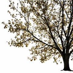 Fototapeta premium A solitary tree stands against a stark white backdrop, casting silhouettes and shadows on its branches and foliage.