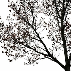 A leafless tree against a white background, with a slight shadow effect.