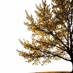 A solitary tree stands against a stark white backdrop in a quiet, natural setting.