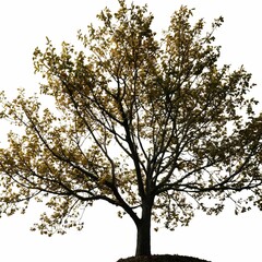 Fototapeta premium A large oak tree stands grandly against a white background with its dense foliage and intricate branches prominently displayed.