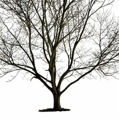 The silhouette of a large tree against a white background