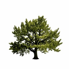 A vividly detailed image of a tree with lush green leaves against a plain white background, showcasing naturalistic details such as the bark, branches, and leaves.
