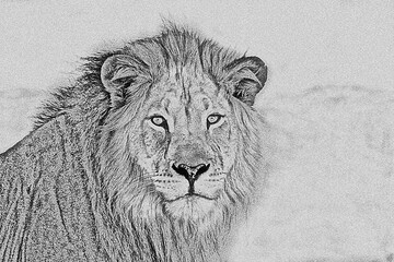 A lion in a forest prowls its prey and see a man taken its photo