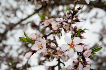 White flowers with pink touches grow on the branch of an almond tree (Prunus Dulcis) in early spring along with unopened buds